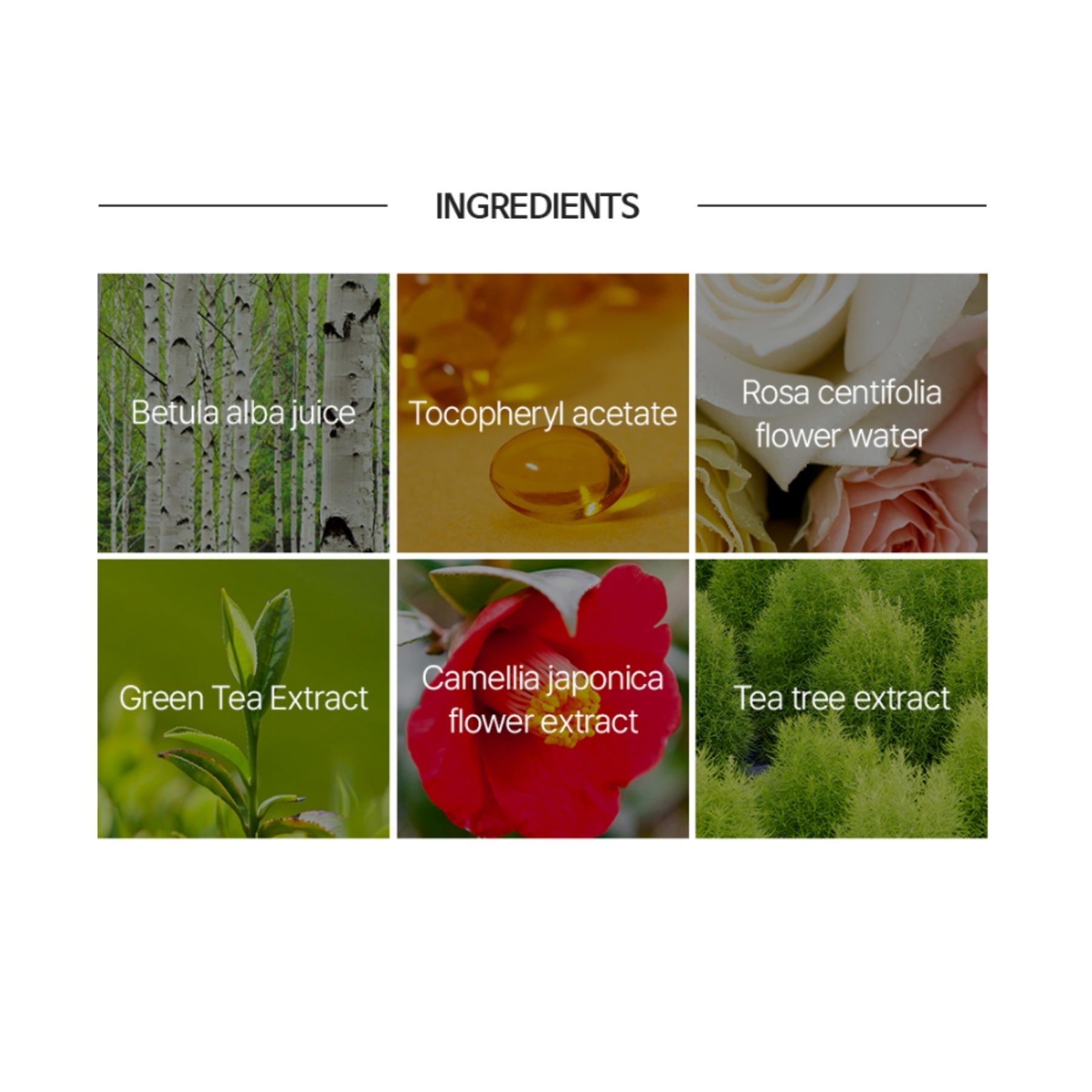 The Saem Perfect Pore Pact – Oil-Control Translucent Powder Blue