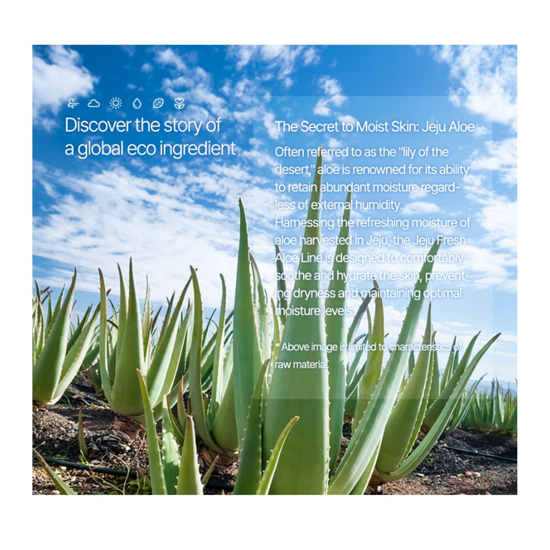 The Saem Jeju Aloe Sun Gel SPF50+ PA++++ – Lightweight Hydrating Sunscreen 50g